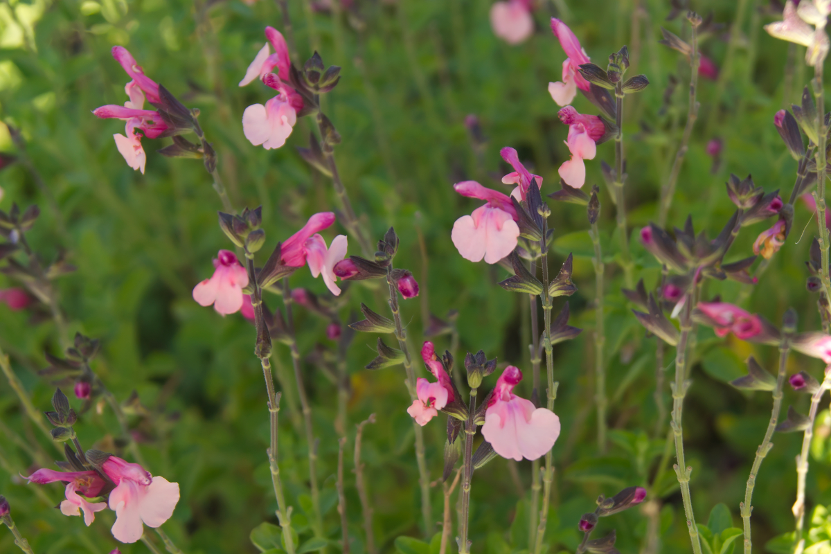 Salvia greggii 'Dancing Dolls'