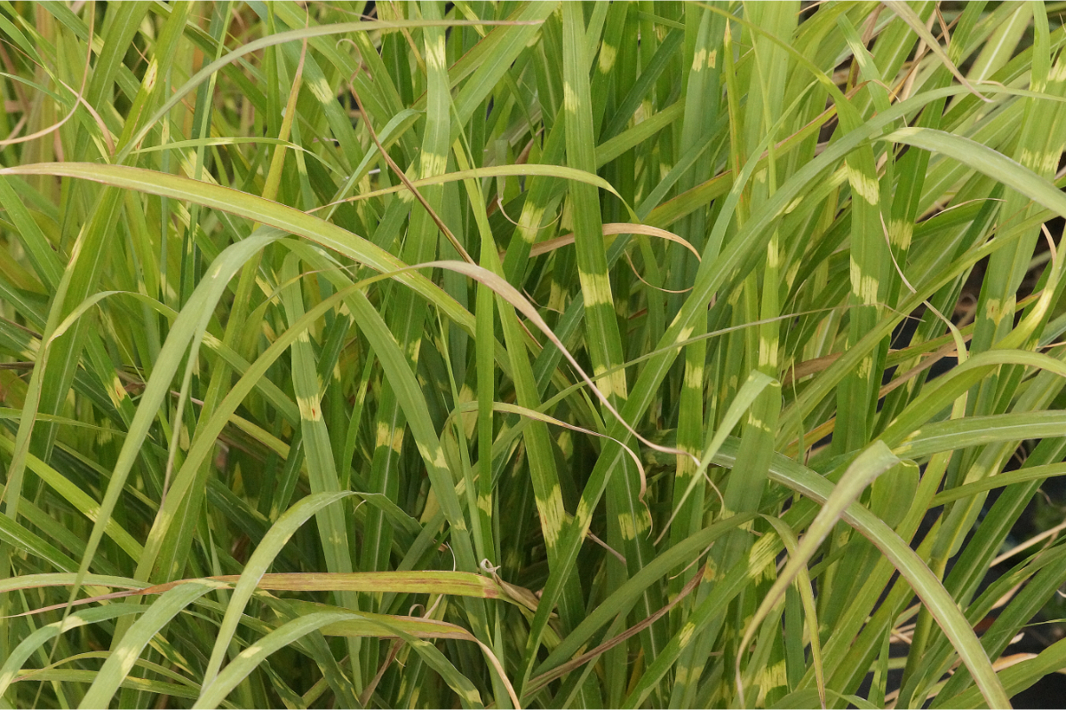 Miscanthus sinensis 'Zebrinus' - Chinaschilf, Zebragras