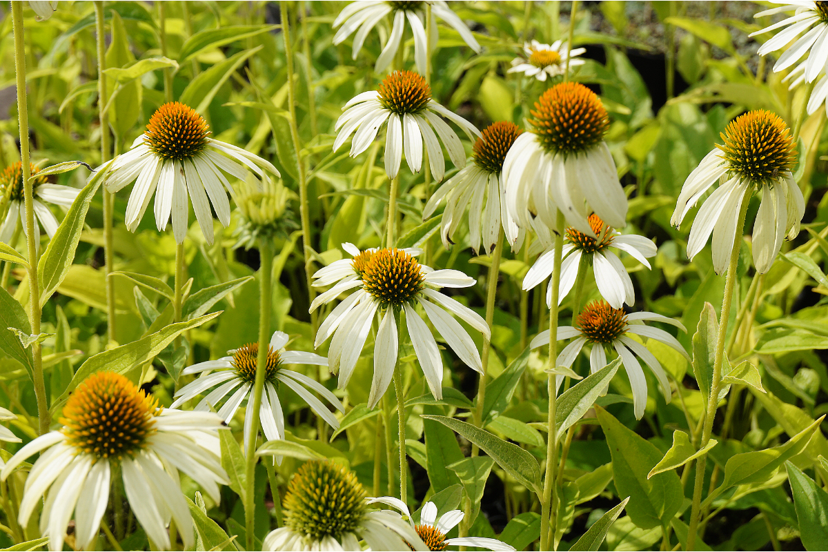 Echinacea purpurea 'Alba'