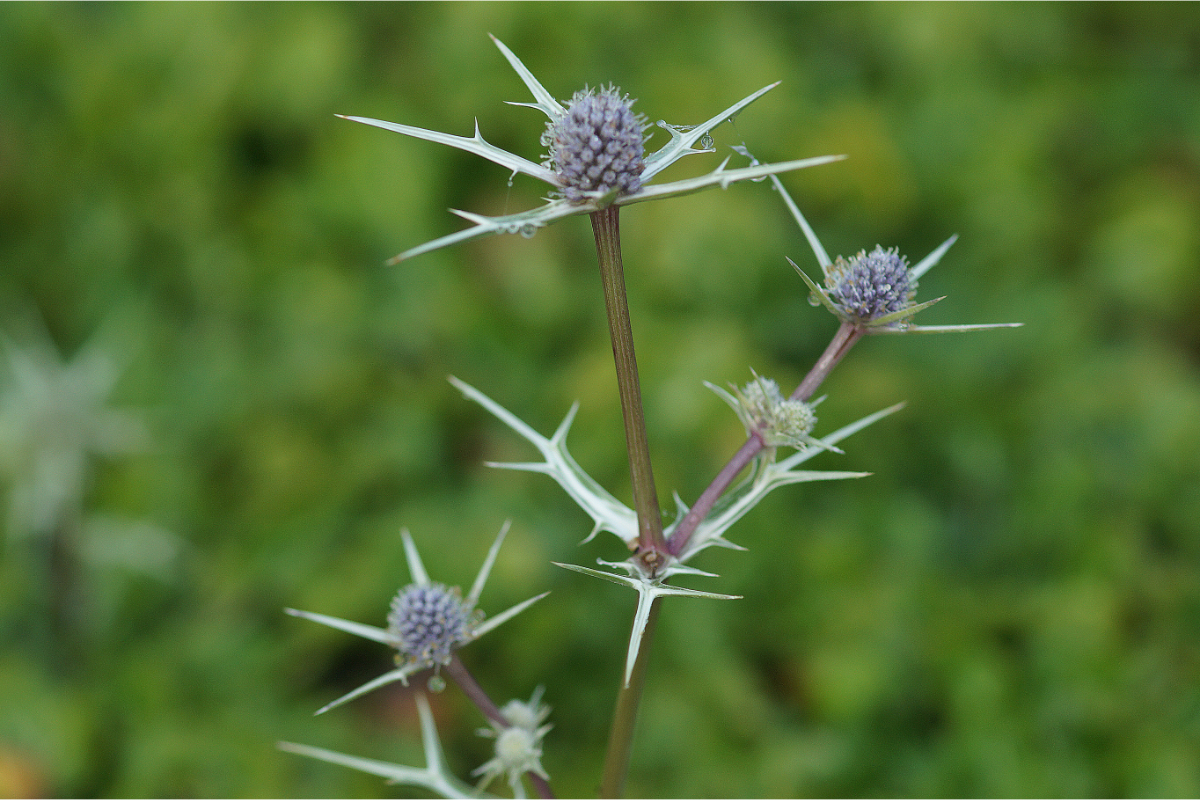 Eryngium variifolium - Edeldistel