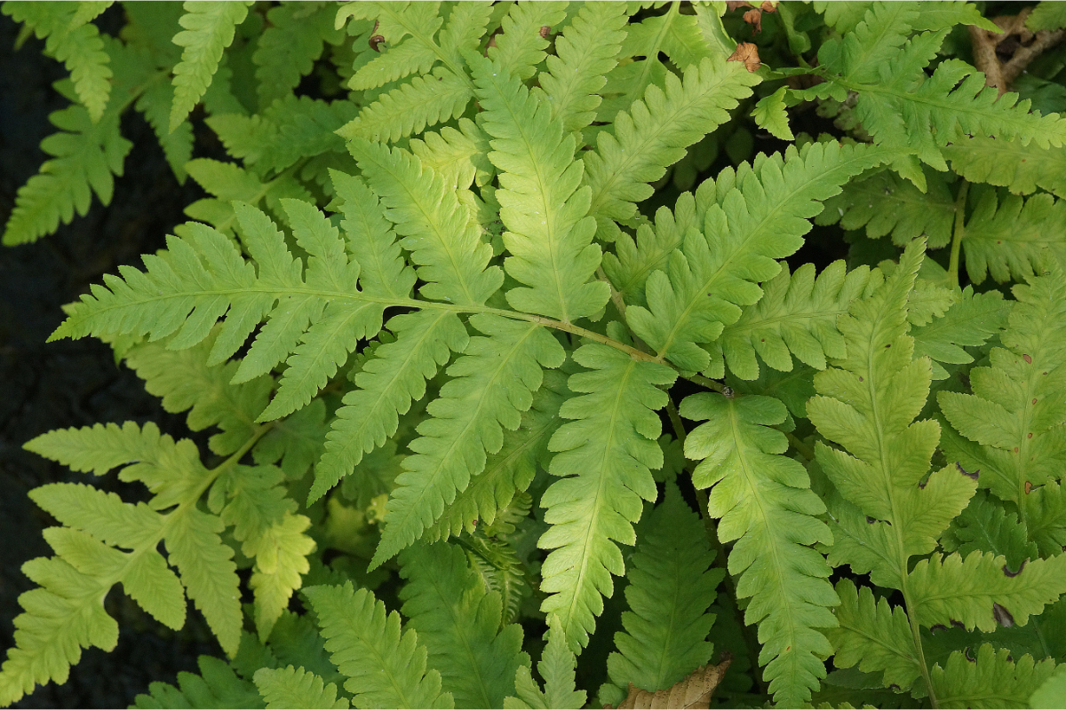 Matteuccia orientalis gen. - Trichterfarn