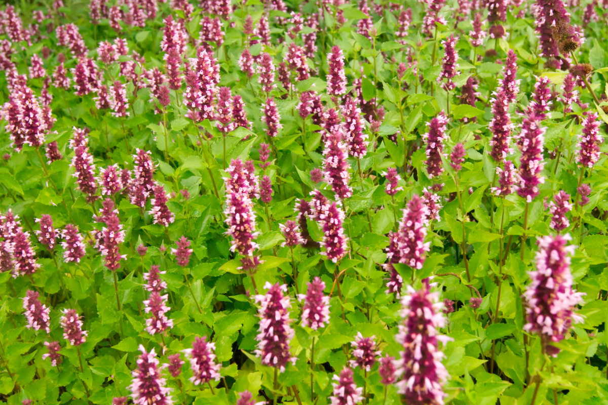 Agastache 'Beelicious Pink' (R)