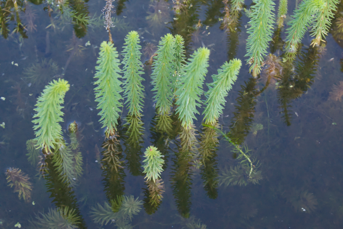 Hippuris vulgaris