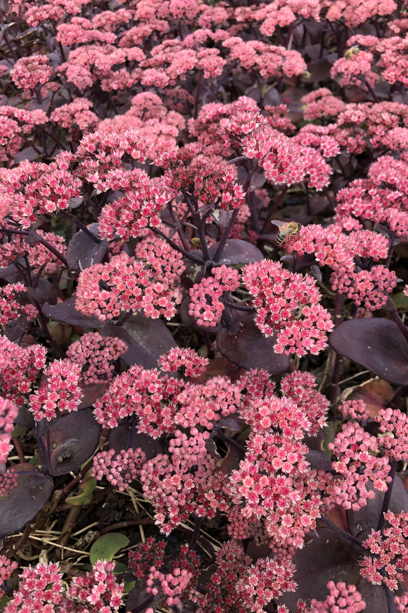 Sedum Hybride 'Karfunkelstein'