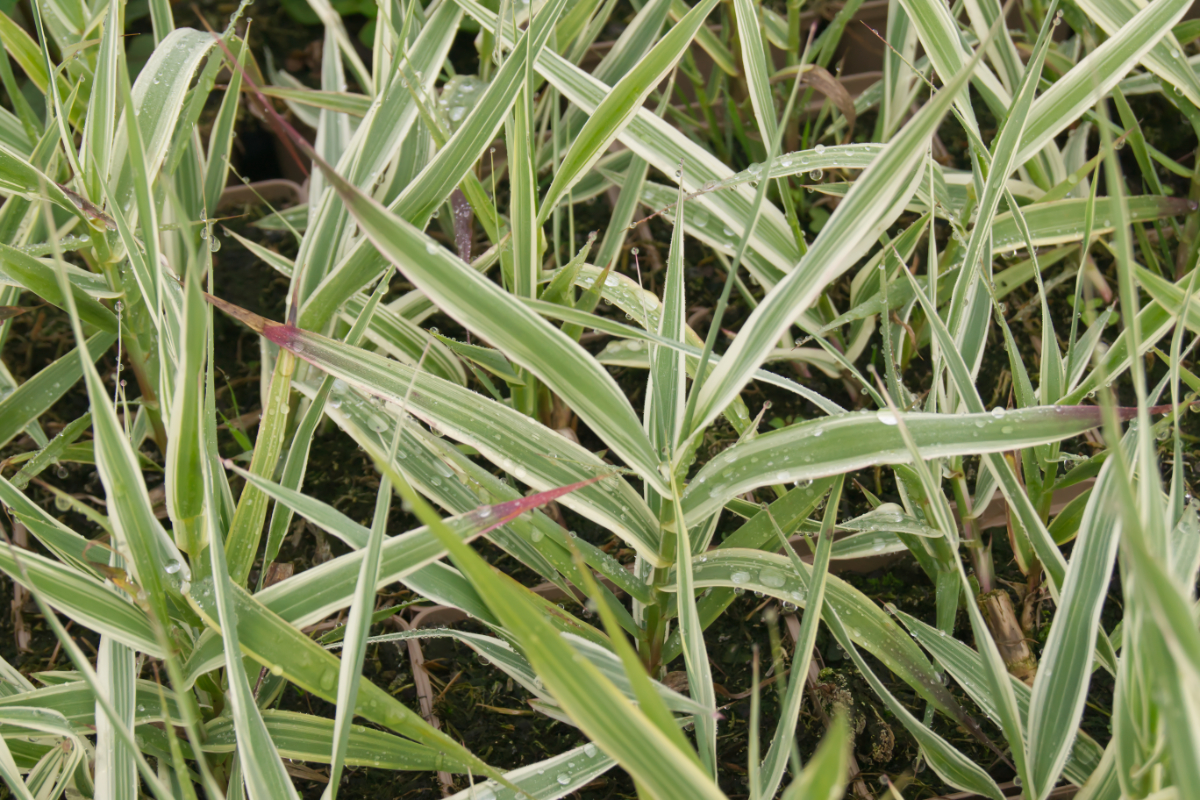 Arundo donax 'Variegata' - Pfahlrohr, weißbunt