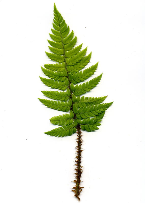 Polystichum rigens gen.
