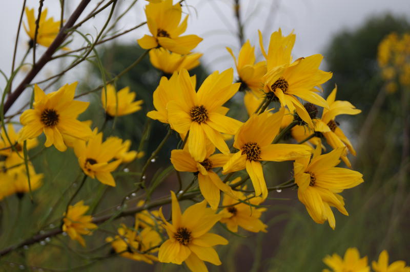 Helianthus salicifolius