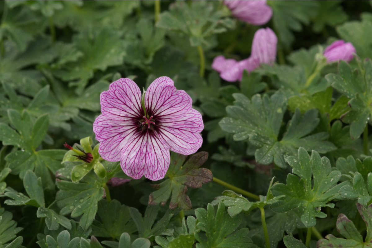 Geranium cinereum 'Ballerina' - Aschgrauer Garten-Storchschnabel