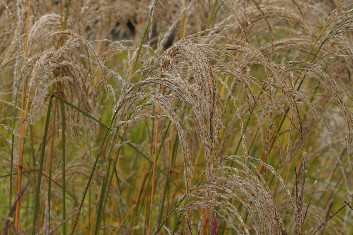 Miscanthus sinensis 'Kleine Fontäne'