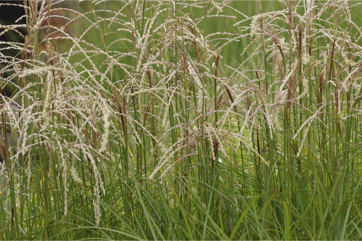 Miscanthus sinensis 'Kleine Fontäne' - Chinaschilf