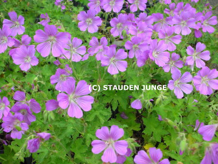 Geranium Gracile-Hybr. 'Sirak'