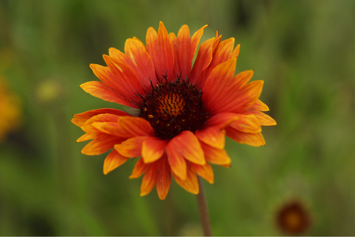 Gaillardia x grandiflora 'Tokajer' - Kokardenblume