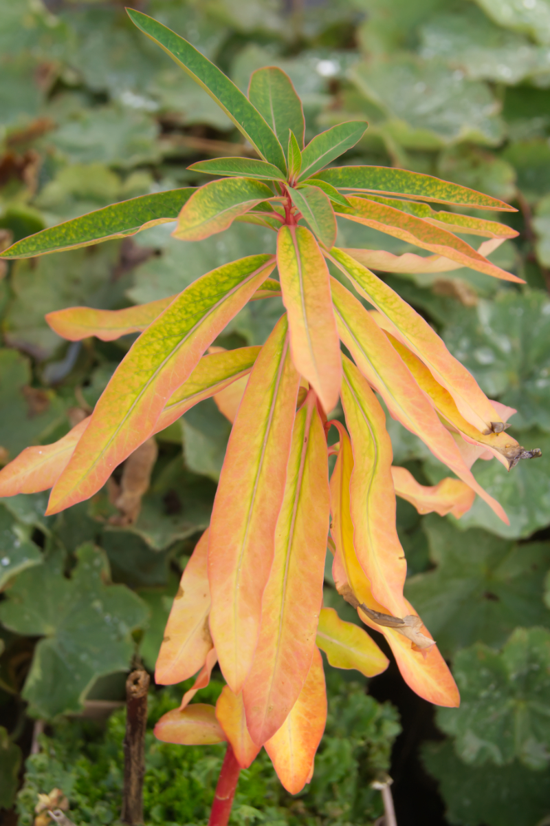 Euphorbia griffithii 'Fireglow'