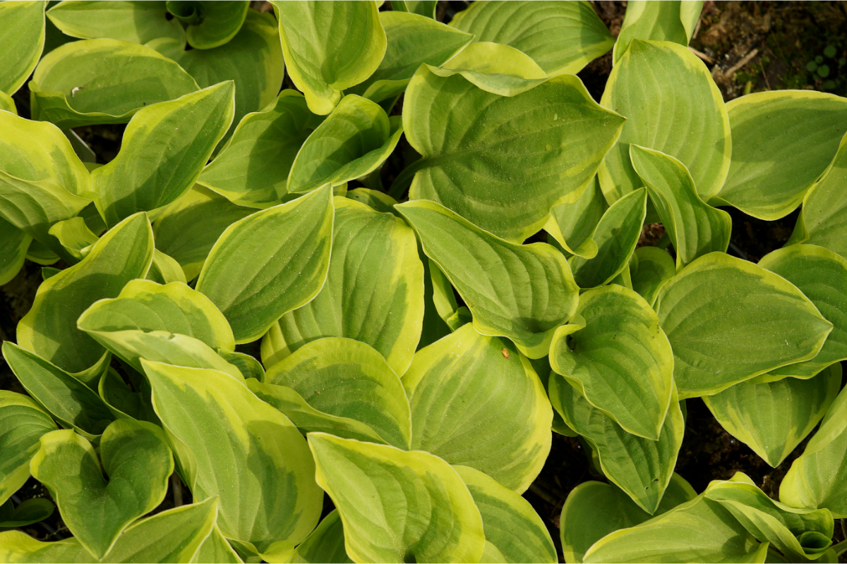Hosta nakaiana 'Golden Tiara' - Funkie, Herzblattlilie