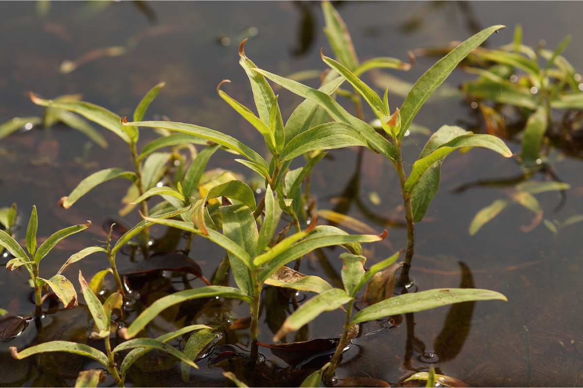 Polygonum amphibium  - Wasserknöterich