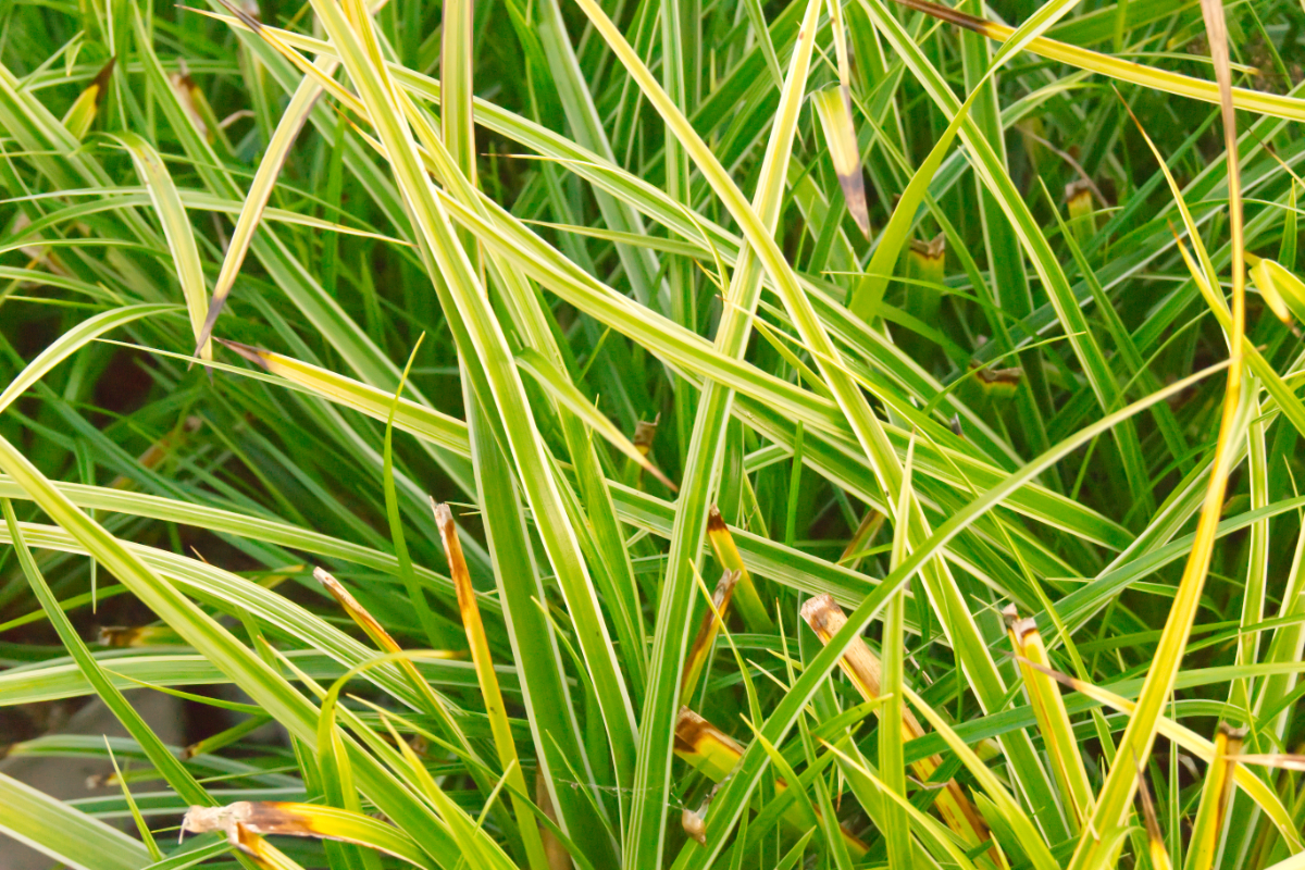 Carex morrowii 'Variegata'