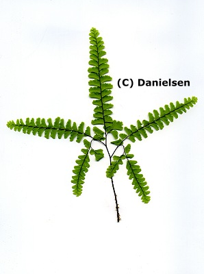 Adiantum pedatum var. aleuticum (gen.)