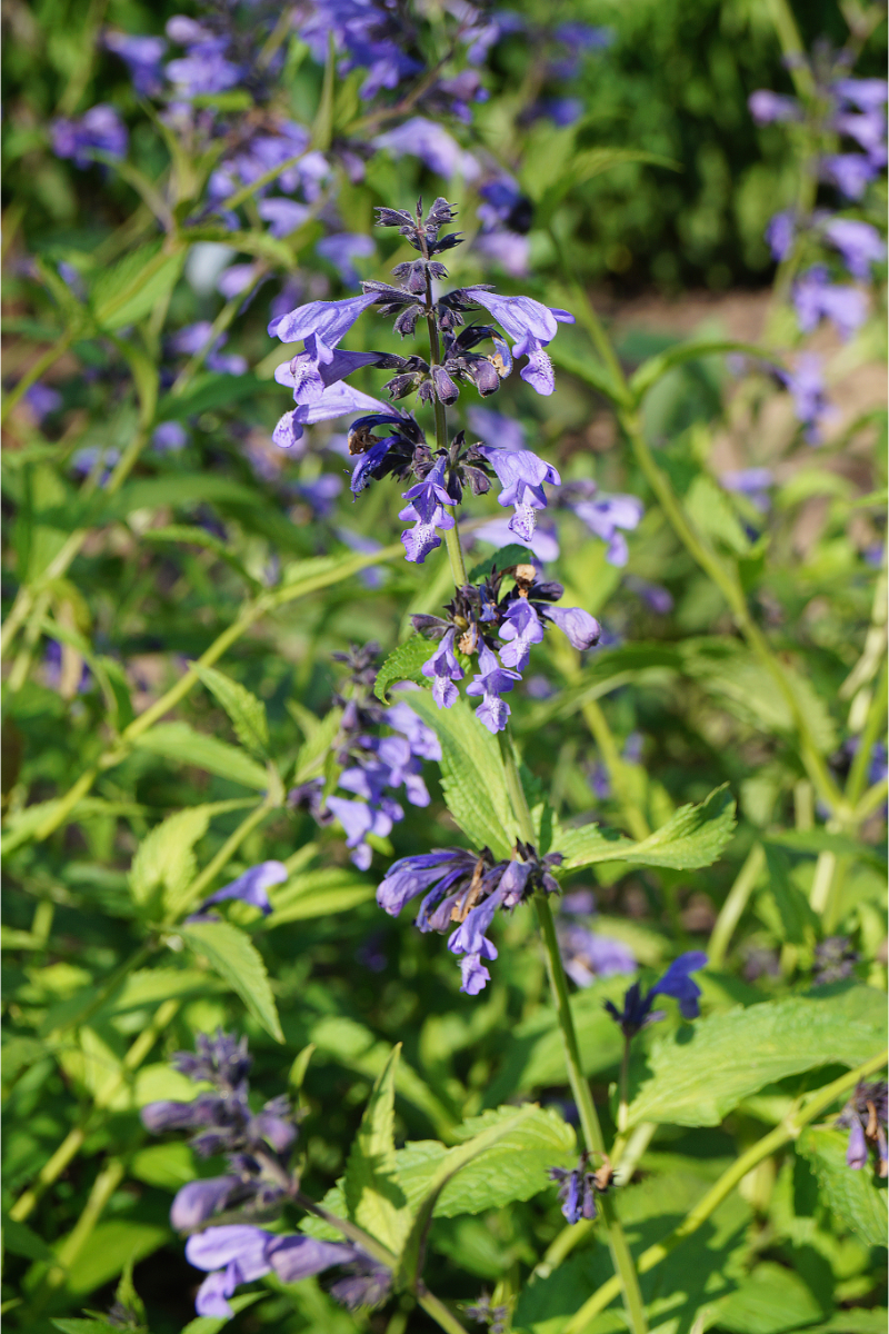 Nepeta sibirica 'Souvenir d'Andre Chaudron'