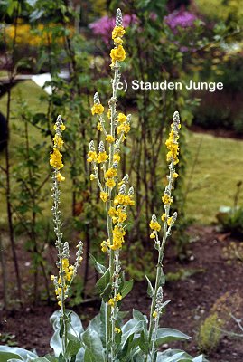Verbascum olympicum