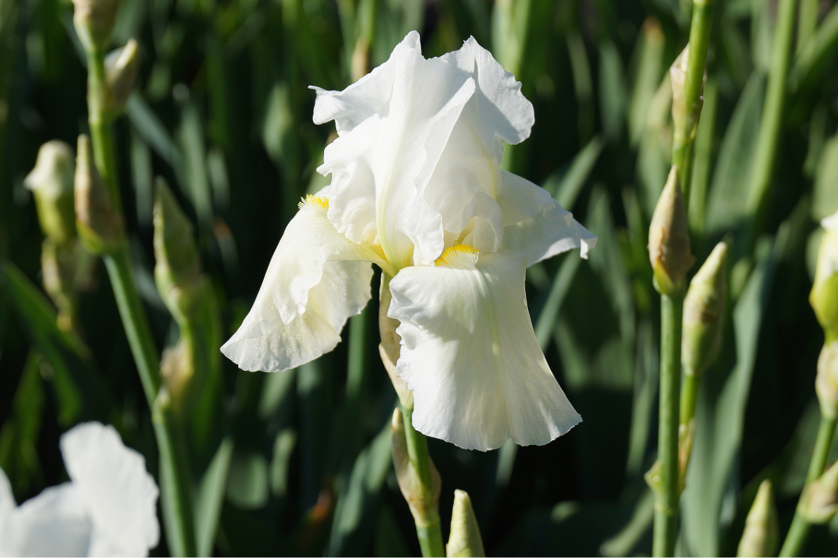 Iris barbata-elatior 'Cliffs of Dover' - Hohe Bartschwertlilie