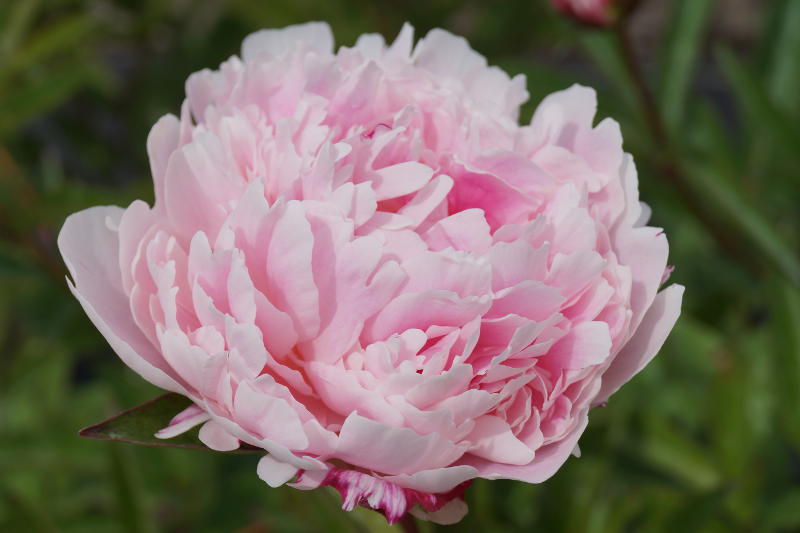 Paeonia Lactiflora-Hybr. 'Sarah Bernhardt' - Edel-Pfingstrose