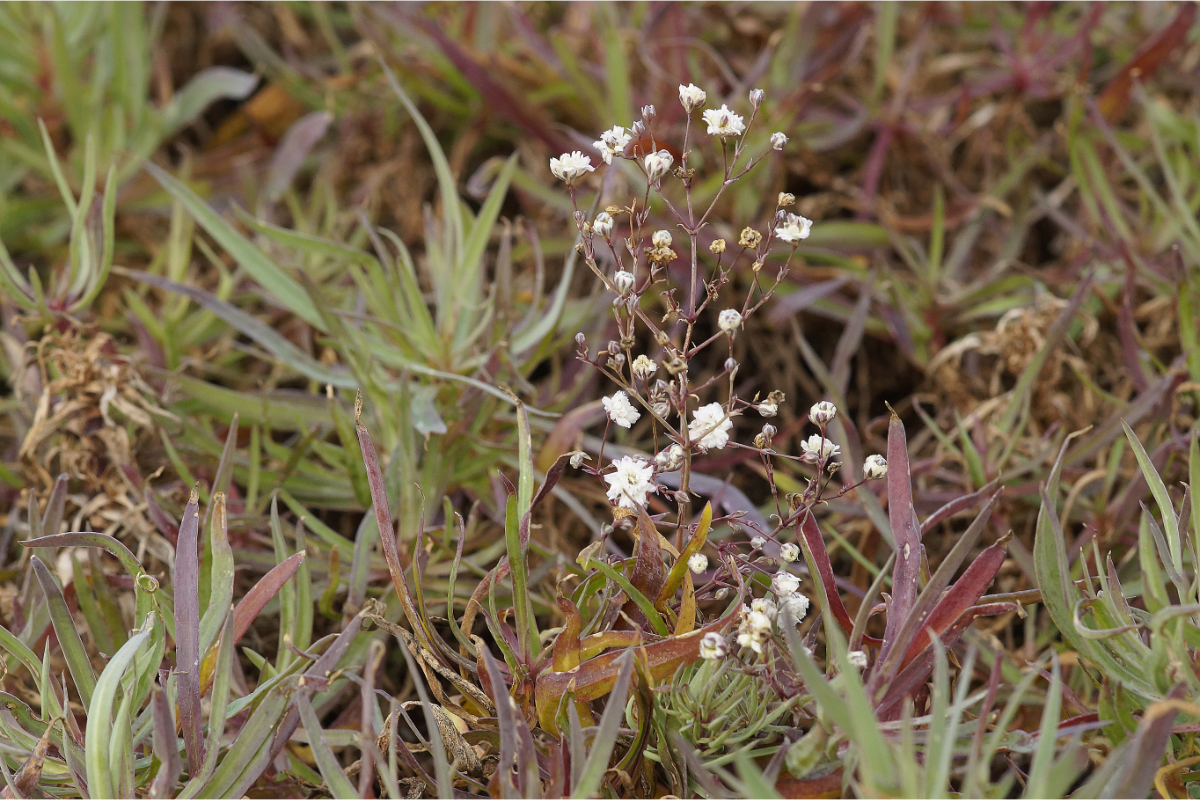 Gypsophila paniculata 'Bristol Fairy' - Rispiges Schleierkraut