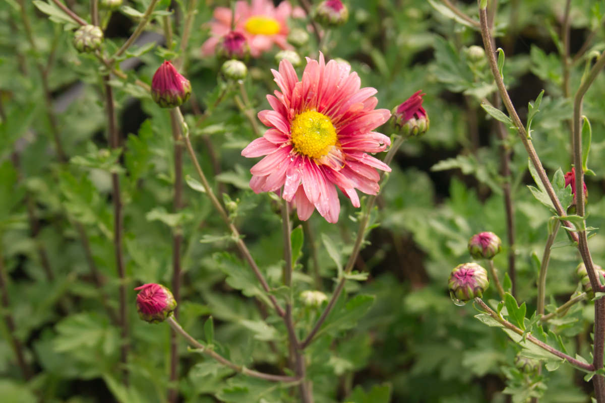 Chrysanthemum x hortorum 'Steinbacher Auslese'