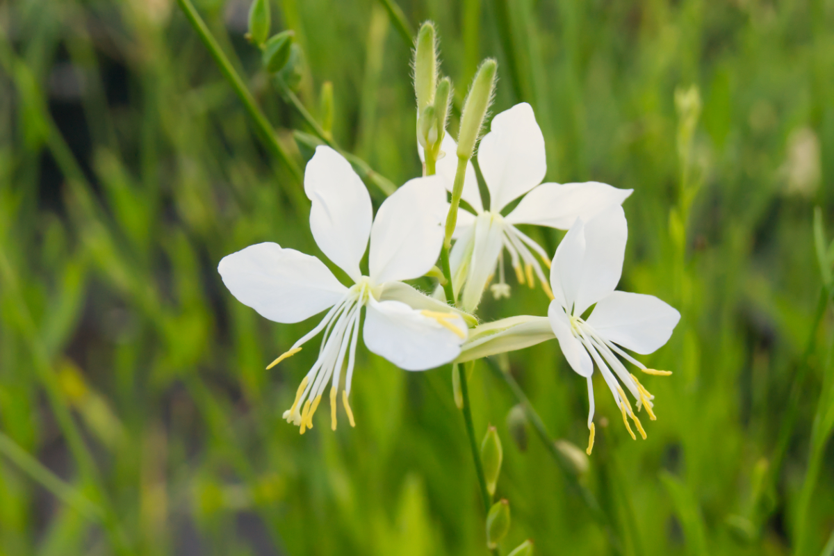 Gaura lindheimeri 'Cool Breeze'