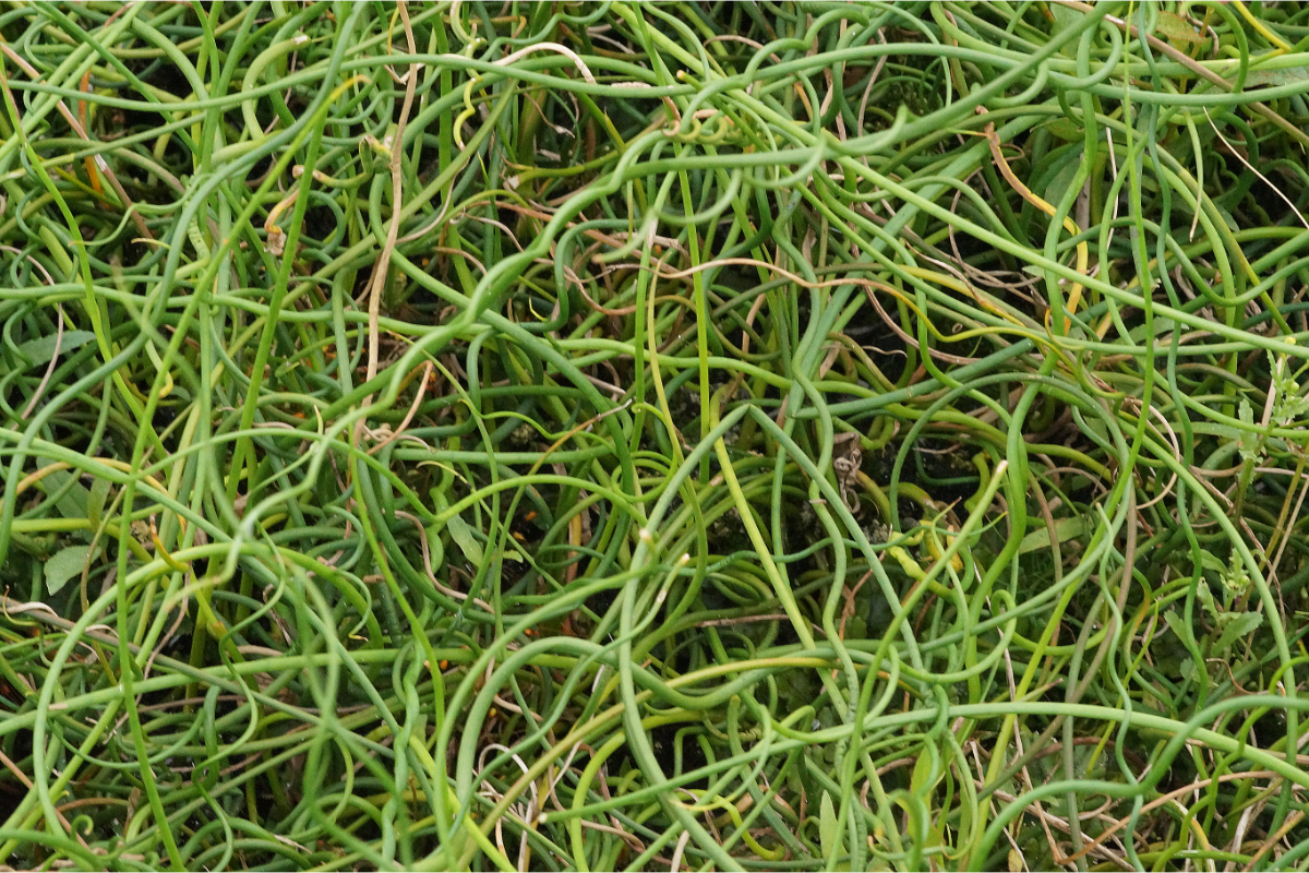 Juncus effusus 'Spiralis' - Korkenzieher-Binse