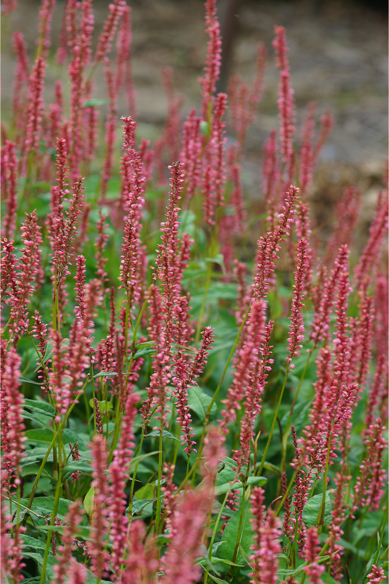 Bistorta amplexicaulis 'Firedance'