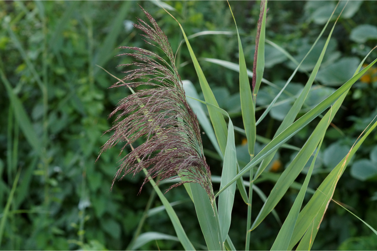 Phragmites australis