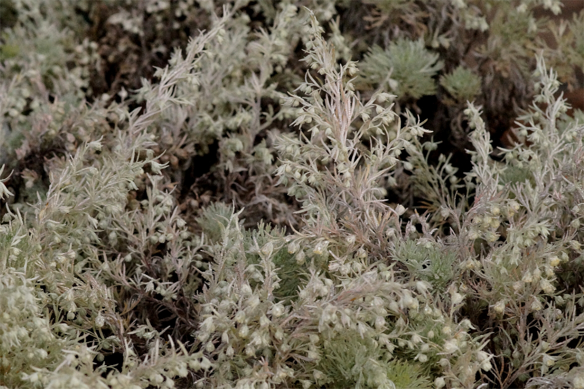 Artemisia schmidtiana 'Nana' - Zwergiger Silberbeifuß