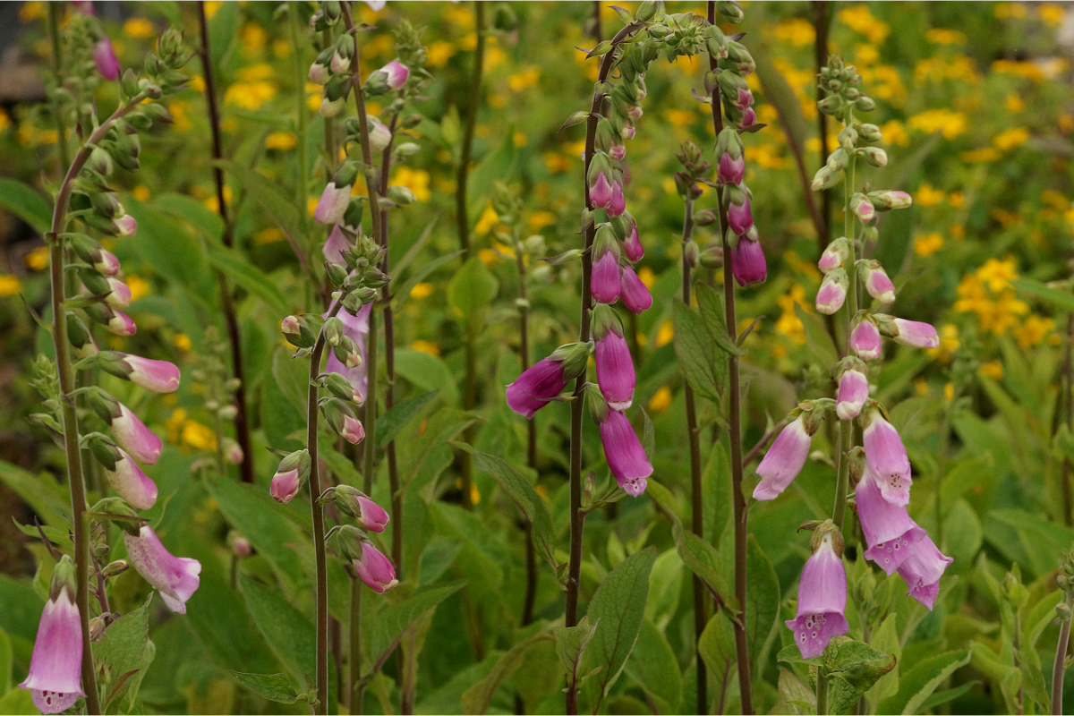 Digitalis purpurea