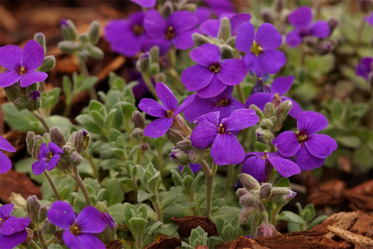 Aubrieta Hybride 'Hamburger Stadtpark' - Blaukissen