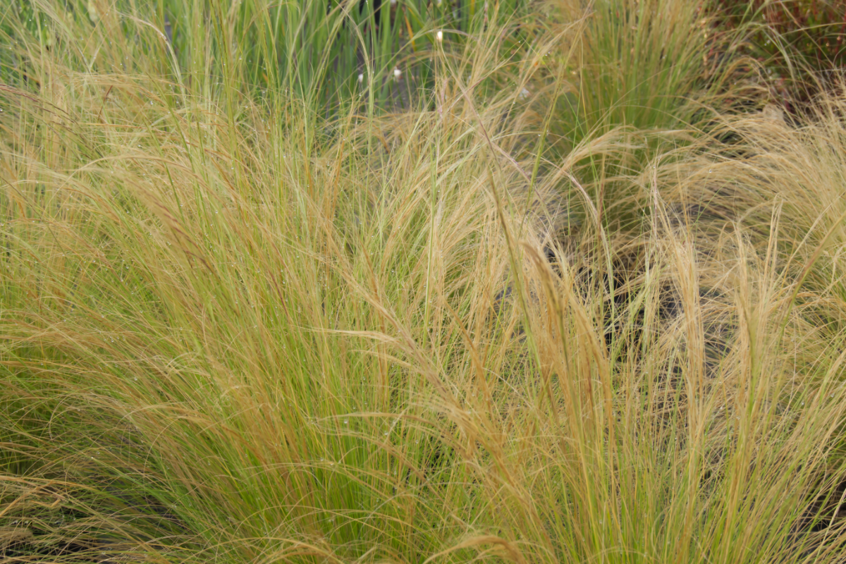 Stipa tenuissima (Nasella tenuissima)