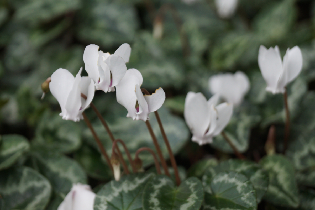 Cyclamen hederifolium 'Perlenteppich'