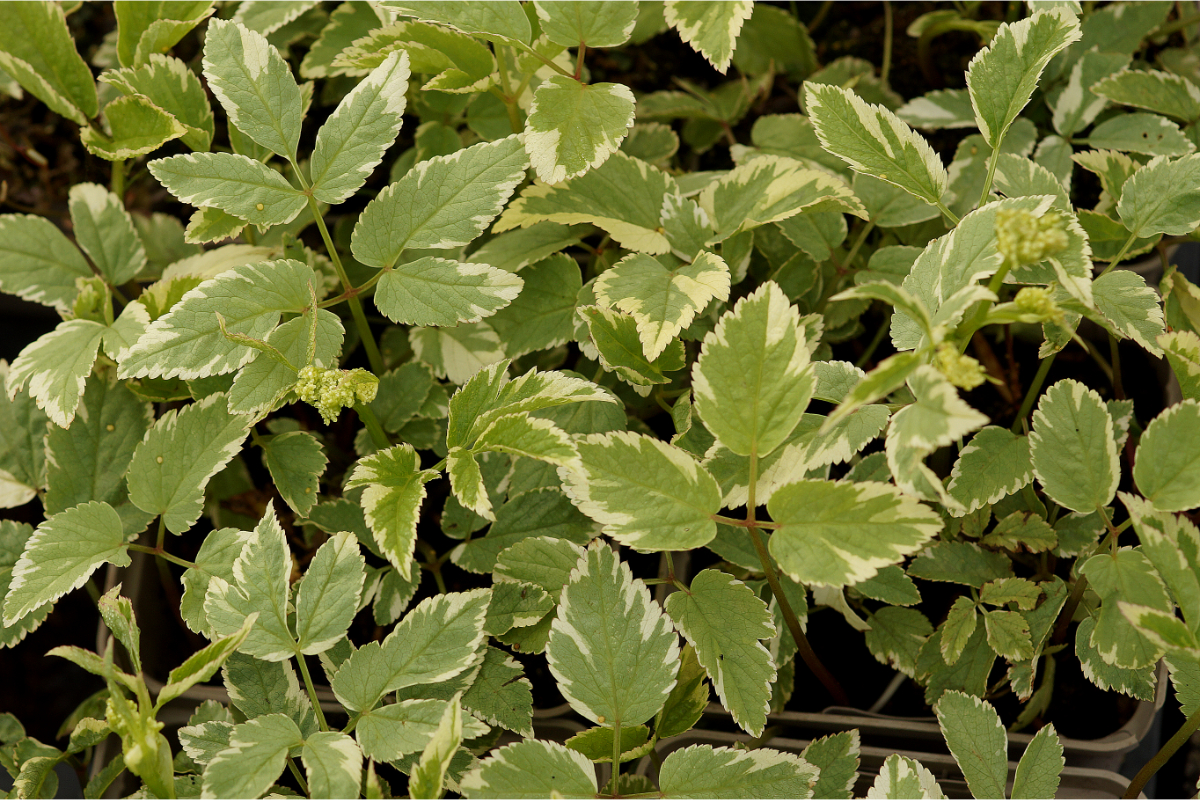 Aegopodium podagraria 'Variegatum' - Panaschierter Giersch