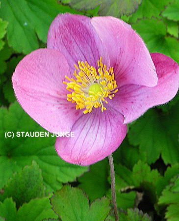 Anemone hupehensis 'Praecox' - Herbstanemone