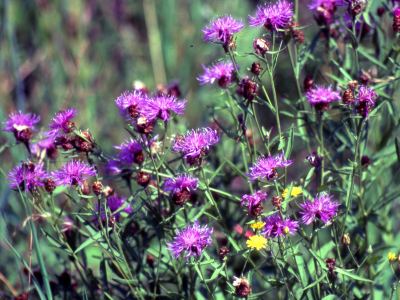 Centaurea jacea - Wiesen-Flockenblume