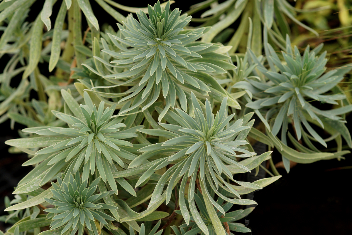 Euphorbia characias ssp.wulfenii - Palisaden-Wolfsmilch