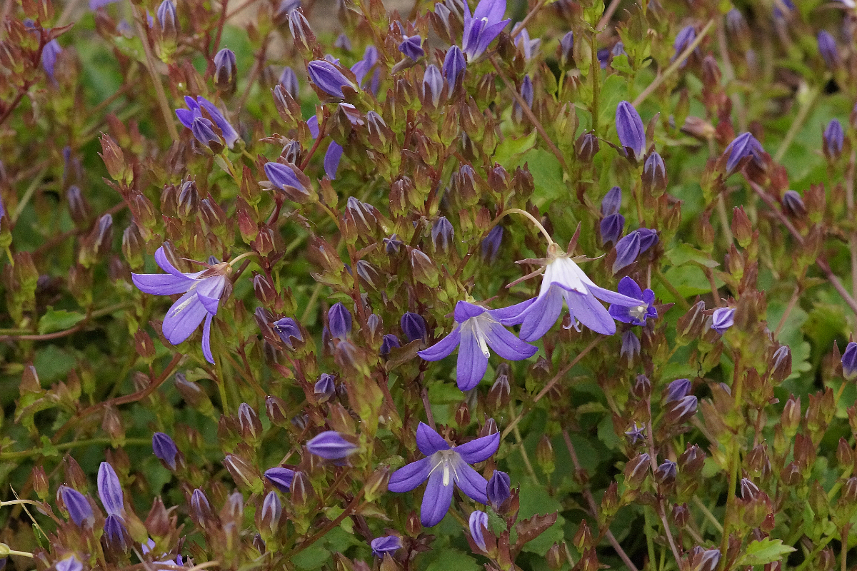Campanula poscharskyana 'Stella' - Hängepolsterglockenblume