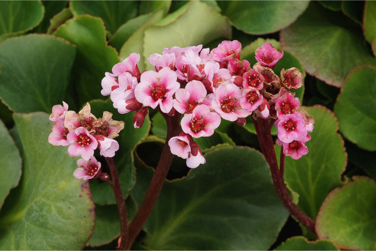 Bergenia Hybride 'Herbstblüte' - Bergenie