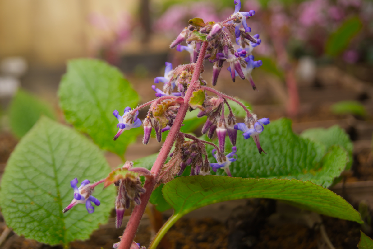 Trachystemon orientale