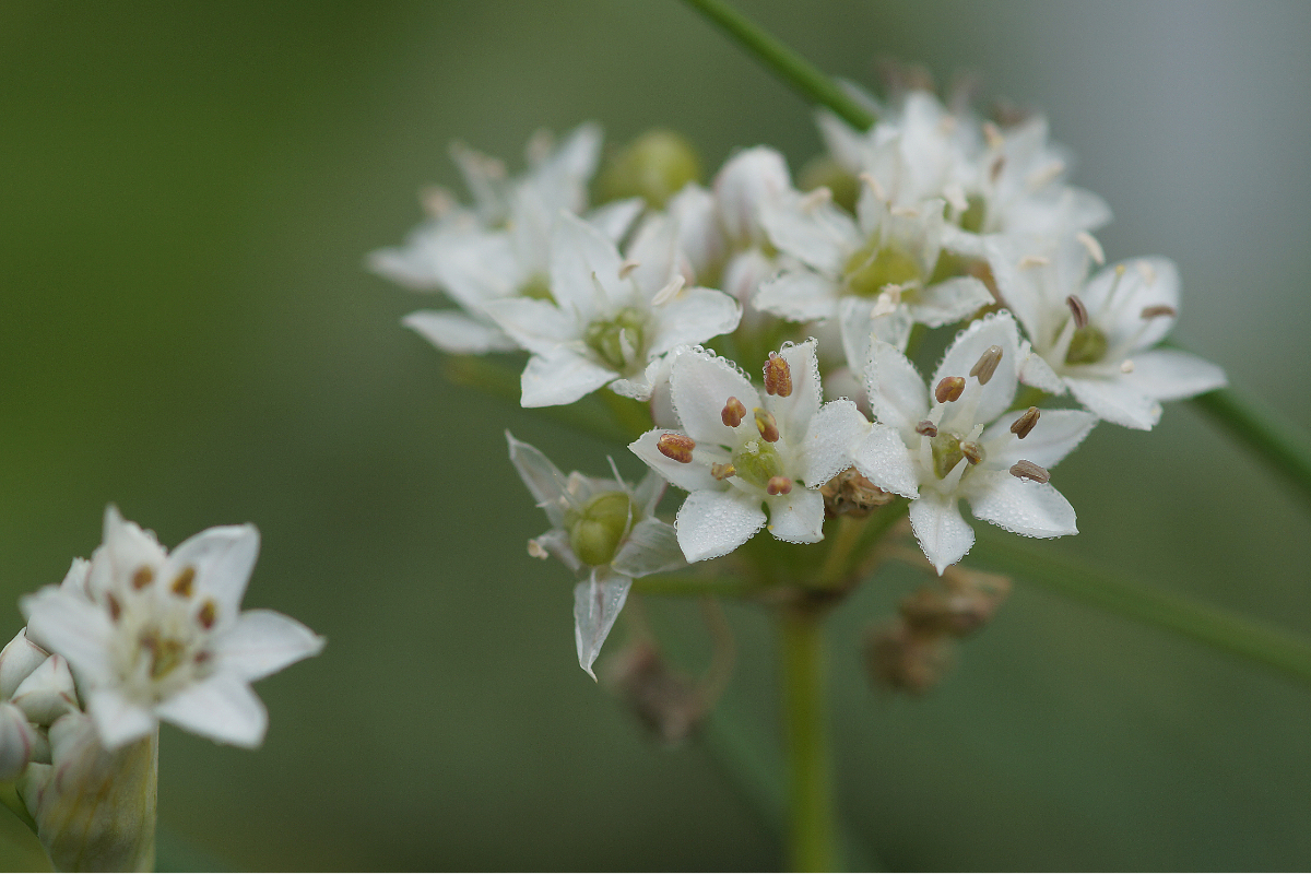 Allium tuberosum - Schnittknoblauch