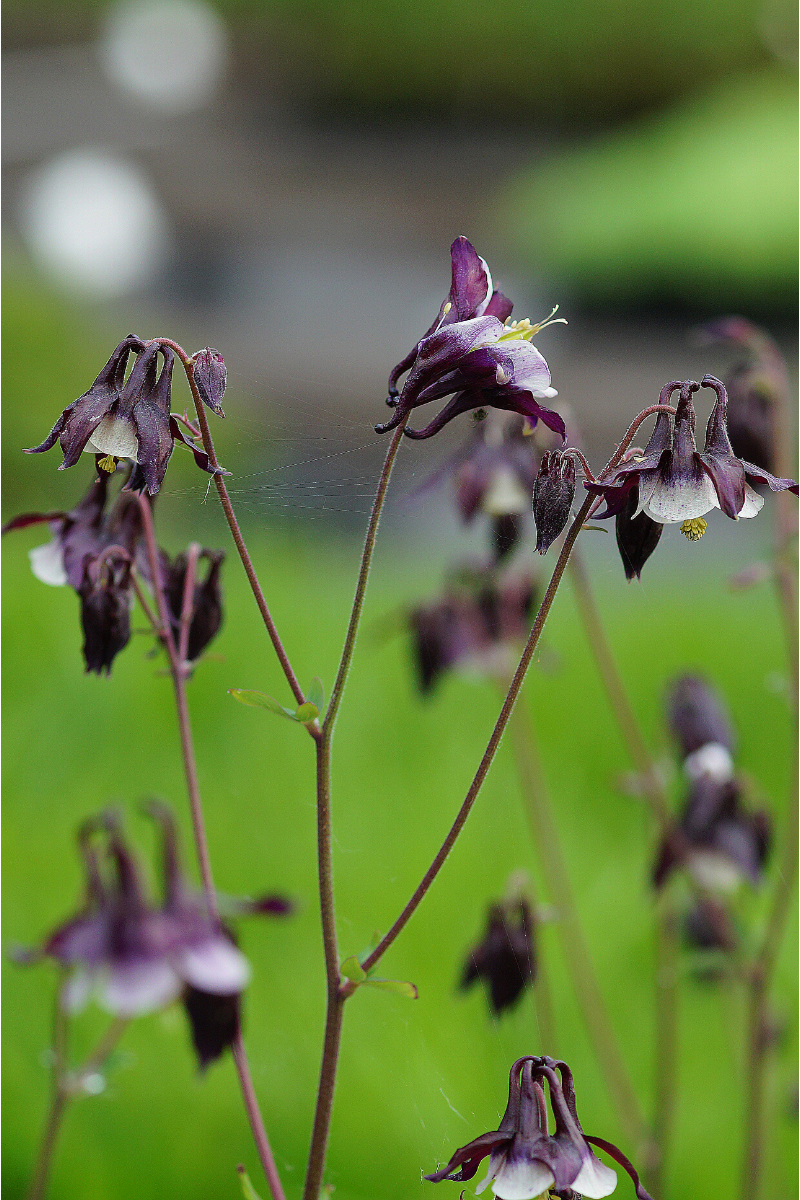 Aquilegia vulgaris 'William Guiness'
