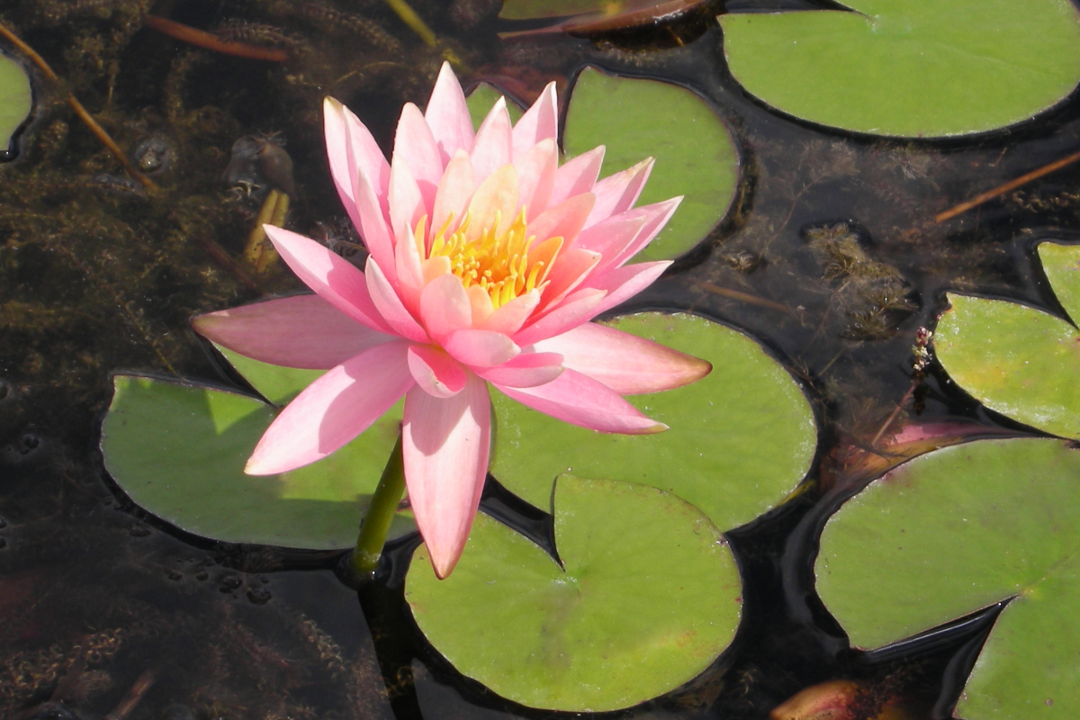 Nymphaea Hybride 'Colorado'