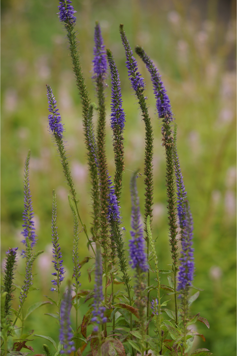 Veronica longifolia 'Blauriesin'