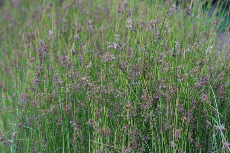 Juncus effusus