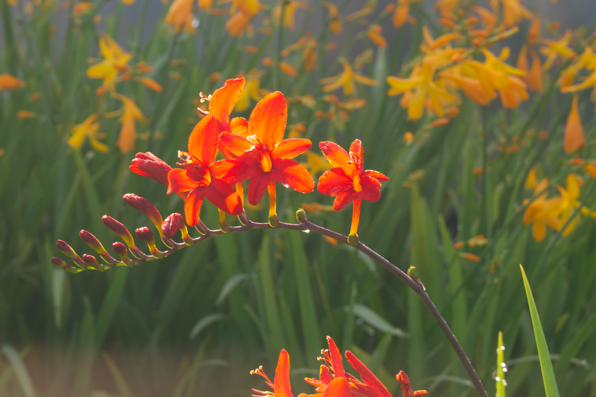 Crocosmia masoniorum 'Lucifer'