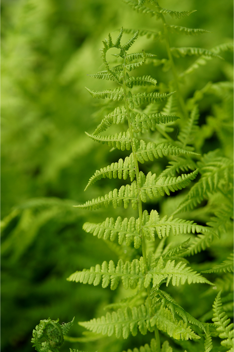 Athyrium filix-femina gen.